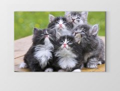 Kedi Ve Köpek Tablosu Çerçevesiz - 50x90