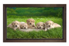 Sevimli Köpekler Tablosu Kahverengi Ahşap Çerçeve - 50x90