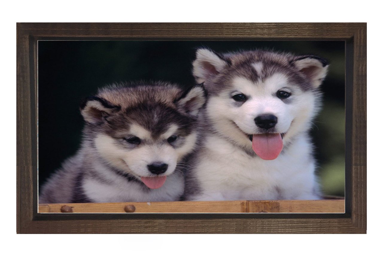 Kurt Köpekleri Tablosu Kahverengi Ahşap Çerçeve - 50x70