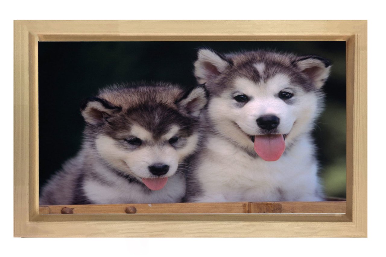 Kurt Köpekleri Tablosu Naturel Ahşap Çerçeve - 50x90
