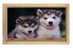 Kurt Köpekleri Tablosu Naturel Ahşap Çerçeve - 50x90
