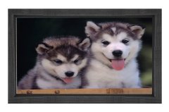 Kurt Köpekleri Tablosu Siyah Ahşap Çerçeve - 40x60