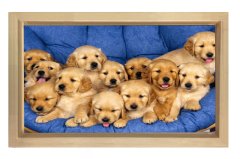 Sevimli Köpekler Tablosu Naturel Ahşap Çerçeve - 100x200
