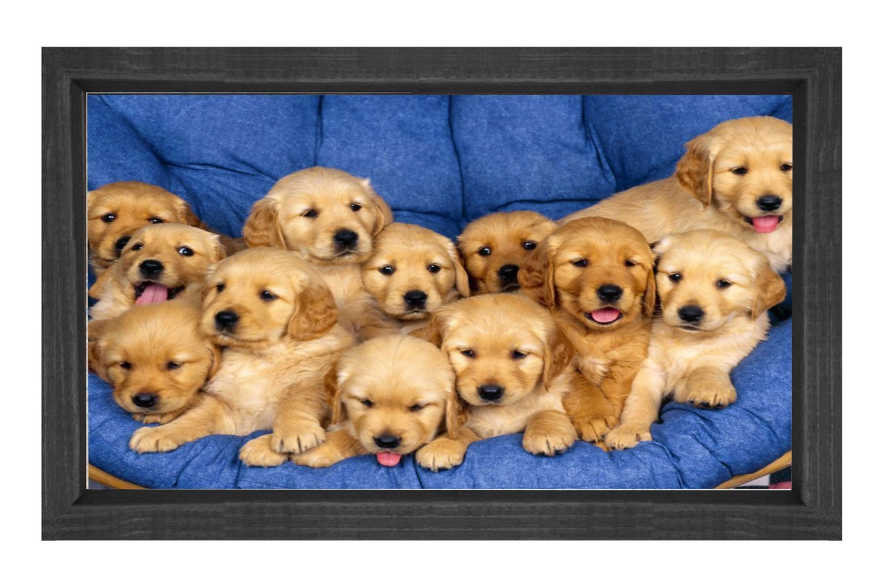 Sevimli Köpekler Tablosu Siyah Ahşap Çerçeve - 100x150