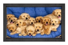 Sevimli Köpekler Tablosu Siyah Ahşap Çerçeve - 100x150