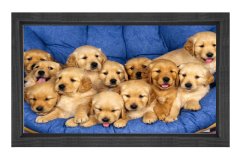 Sevimli Köpekler Tablosu Siyah Ahşap Çerçeve - 40x60