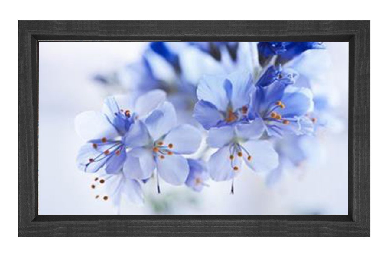 Mavi Menekşeler Çiçekler Tablosu Siyah Ahşap - 50x70