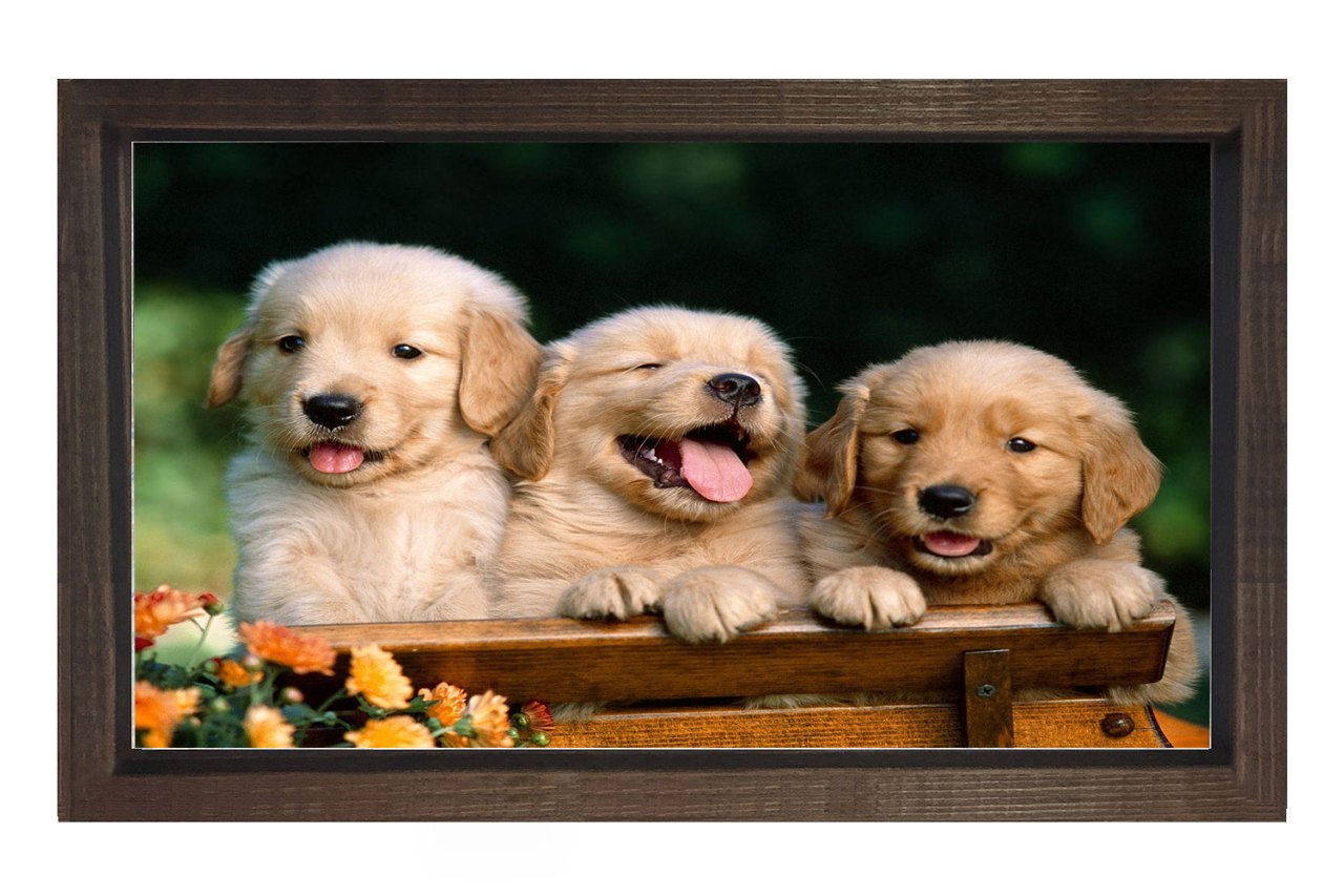 Köpekler Tablosu Kahverengi Ahşap Çerçeve - 40x60