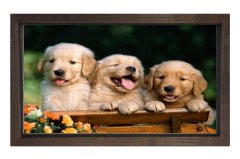 Köpekler Tablosu Kahverengi Ahşap Çerçeve - 40x60