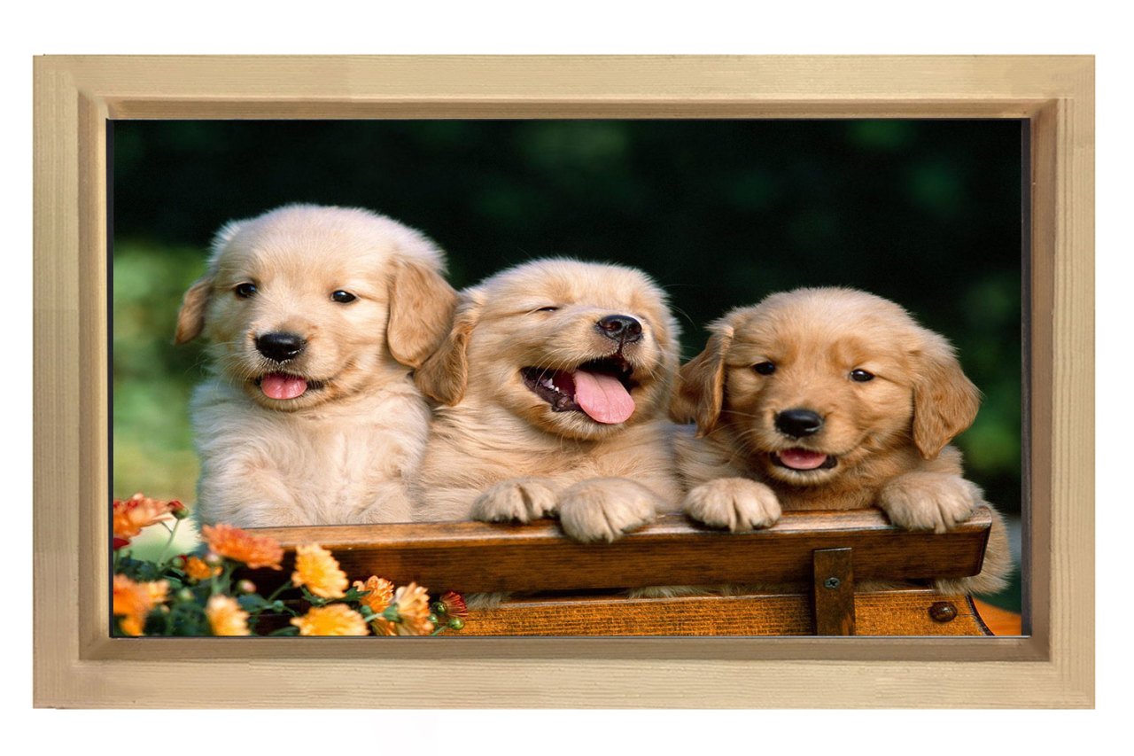 Köpekler Tablosu Naturel Ahşap Çerçeve - 50x90