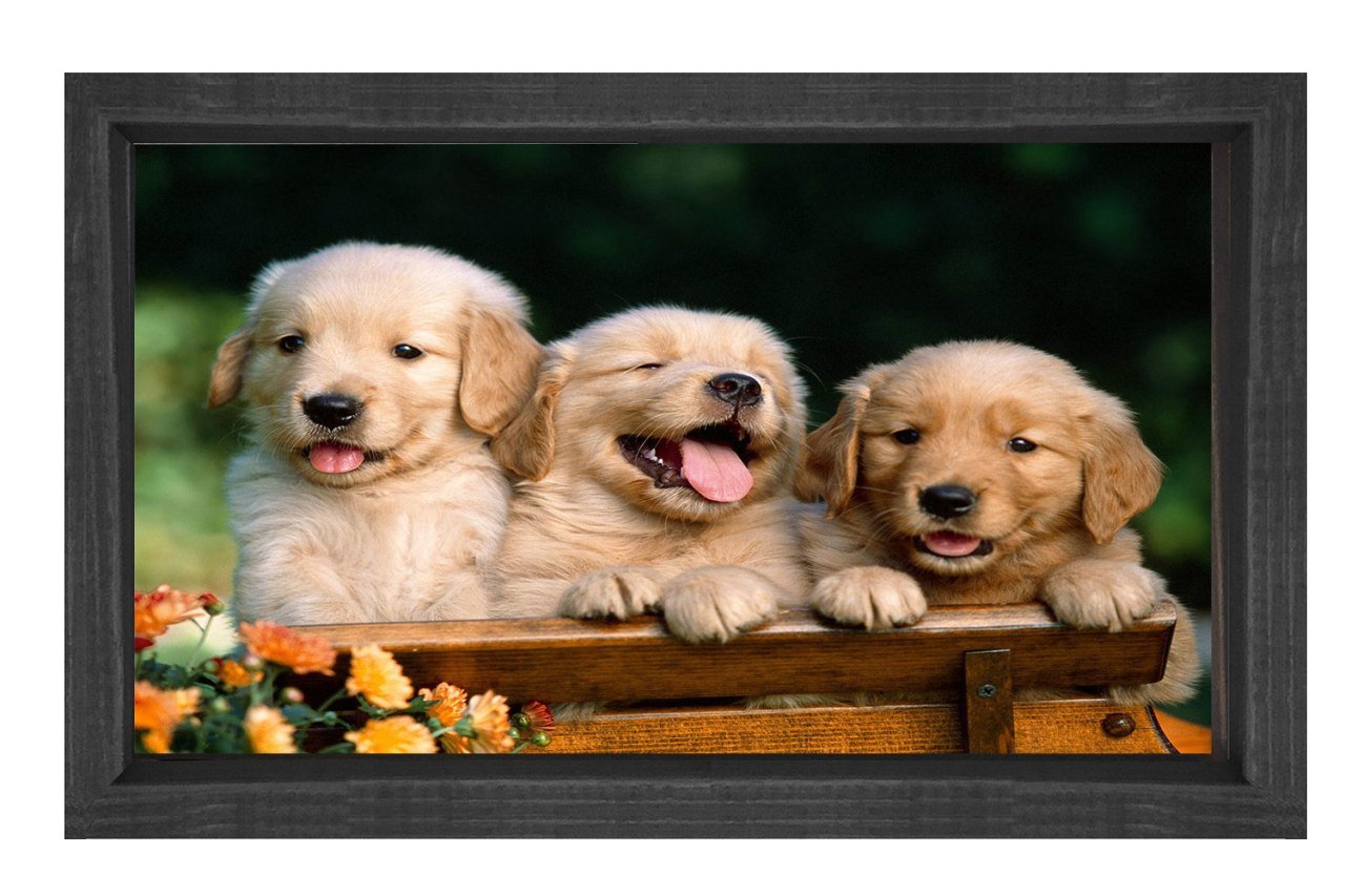 Köpekler Tablosu Siyah Ahşap Çerçeve - 50x90