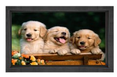 Köpekler Tablosu Siyah Ahşap Çerçeve - 70x100