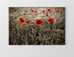 Gelincik Çiçekleri Tarlası Tablosu Çerçevesiz - 50x70