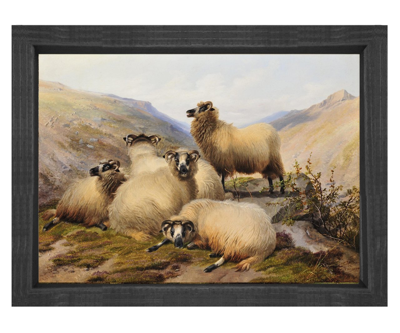Koçlar Tablosu Siyah Ahşap Çerçeve - 50x70