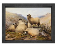Koçlar Tablosu Siyah Ahşap Çerçeve - 50x70