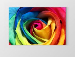 Renkli Gül Çiçeği Tablosu Çerçevesiz - 50x90