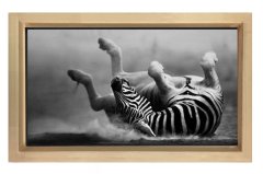 Zebra Tablosu Naturel Ahşap - 70x100