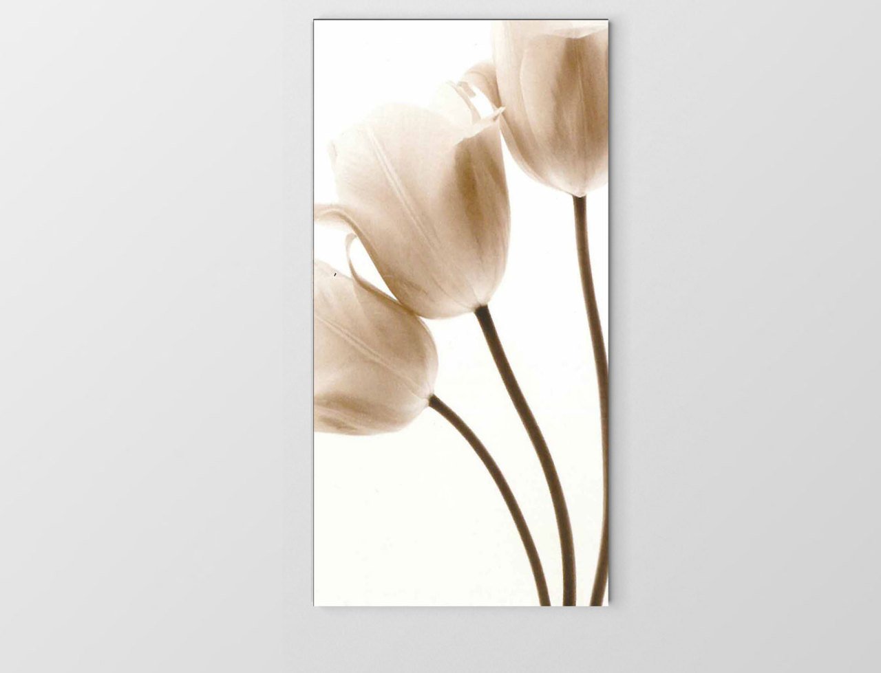 Beyaz Laleler Tablosu Çerçevesiz - 100x200