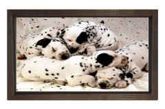 Köpekler Tablosu Kahverengi Ahşap Çerçeve - 50x70