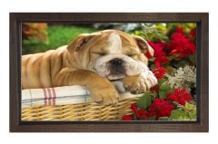 Köpek Tablosu Kahverengi Ahşap Çerçeve - 40x60