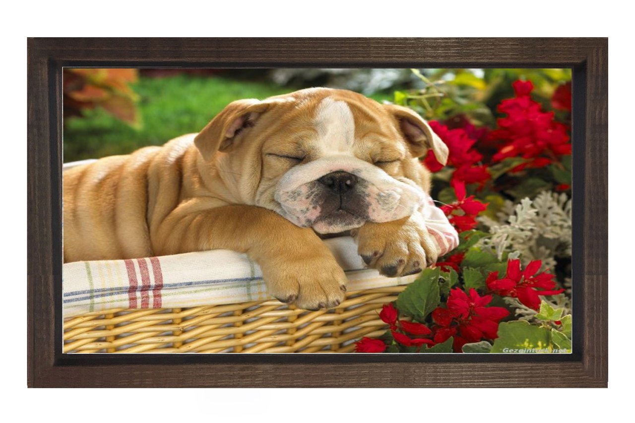 Köpek Tablosu Kahverengi Ahşap Çerçeve - 50x70
