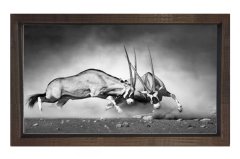 Siyah Beyaz Koç Tablosu Kahverengi Ahşap Çerçeve - 100x200