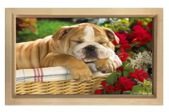 Köpek Tablosu Naturel Ahşap Çerçeve - 70x100