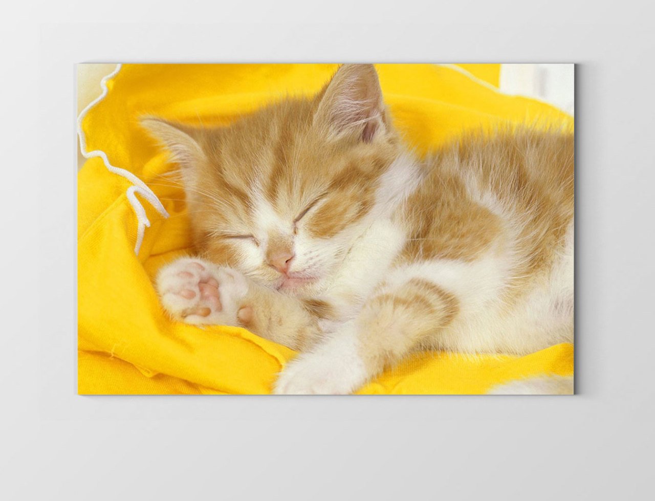Kedi Tablosu Çerçevesiz - 100x150