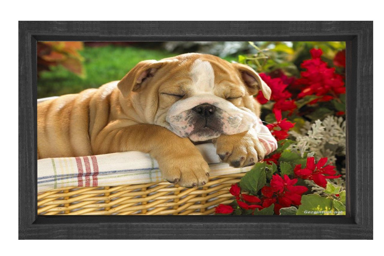 Köpek Tablosu Siyah Ahşap Çerçeve - 100x200