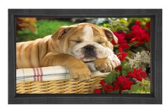 Köpek Tablosu Siyah Ahşap Çerçeve - 100x200