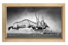 Siyah Beyaz Koç Tablosu Naturel Ahşap Çerçeve - 100x150
