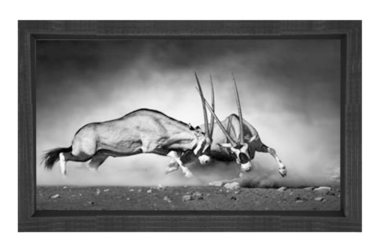 Siyah Beyaz Koç Tablosu Siyah Ahşap Çerçeve - 40x60