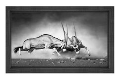 Siyah Beyaz Koç Tablosu Siyah Ahşap Çerçeve - 40x60