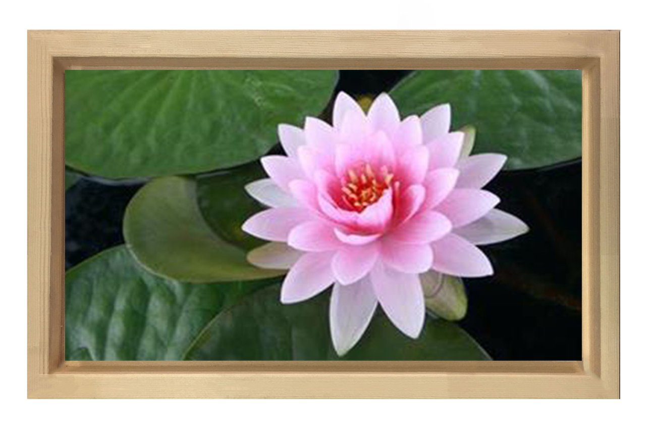Pembe Nilüfer Çiçeği Tablosu Naturel Ahşap - 50x90