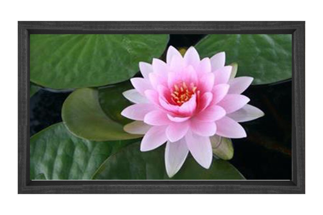 Pembe Nilüfer Çiçeği Tablosu Siyah Ahşap - 100x150