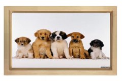 Yavru Köpekler Tablosu Naturel Ahşap Çerçeve - 70x100