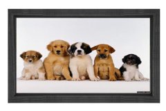 Yavru Köpekler Tablosu Siyah Ahşap Çerçeve - 50x70