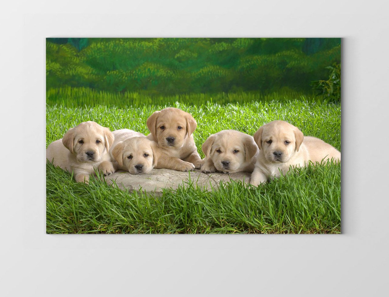 Sevimli Köpekler Tablosu Çerçevesiz - 50x90