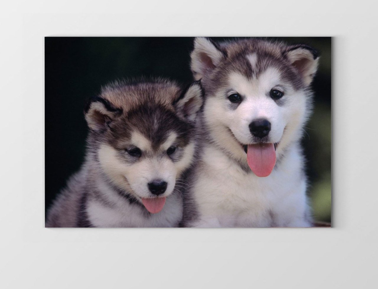 Kurt Köpekleri Tablosu Çerçevesiz - 50x90