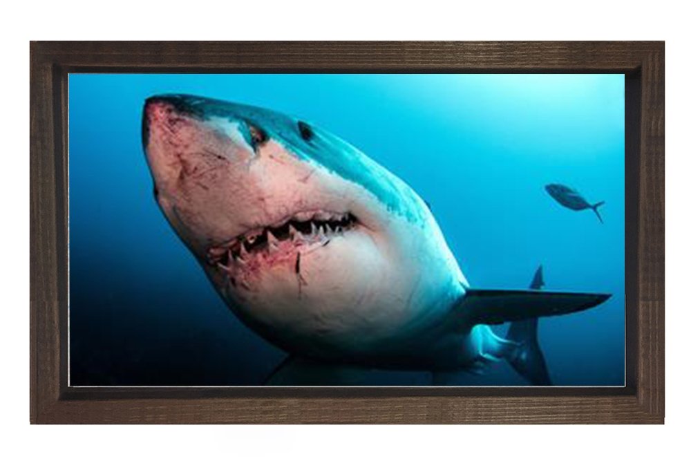 Köpek Balığı Tablosu Kahverengi Ahşap Çerçeve - 40x60