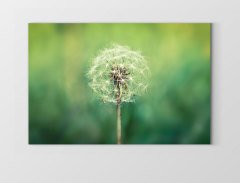 Karahindiba Çiçek Tablosu Çerçevesiz - 50x70