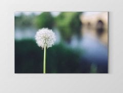 Karahindiba Tablosu Çerçevesiz - 100x200