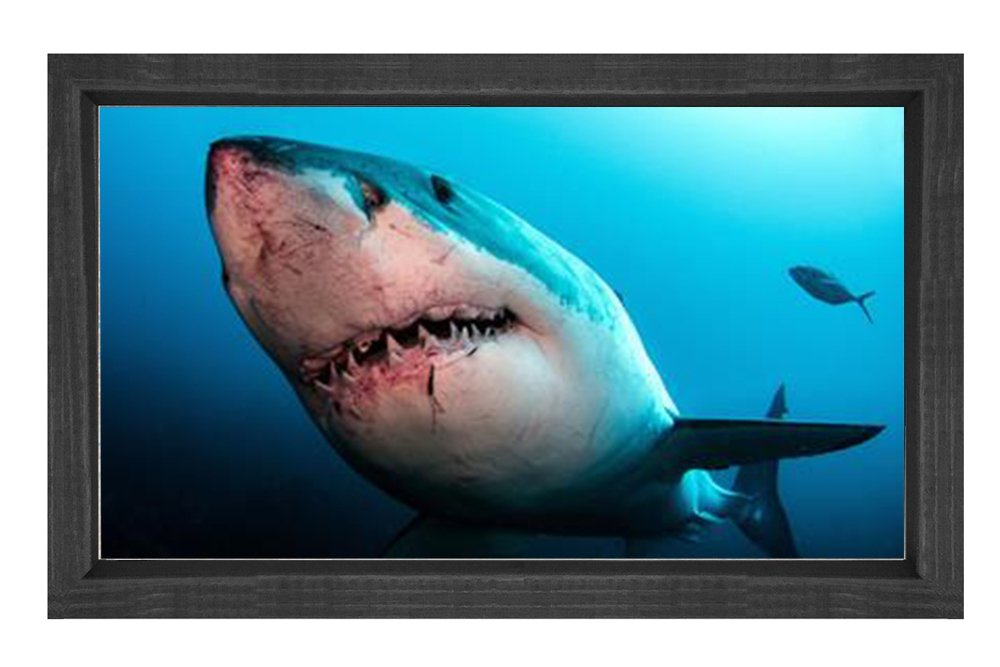 Köpek Balığı Tablosu Siyah Ahşap Çerçeve - 45x30