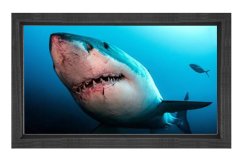 Köpek Balığı Tablosu Siyah Ahşap Çerçeve - 45x30