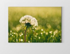 Karahindiba Çiçek Tablosu Çerçevesiz - 100x150