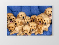 Köpekler Tablosu Çerçevesiz - 40x60