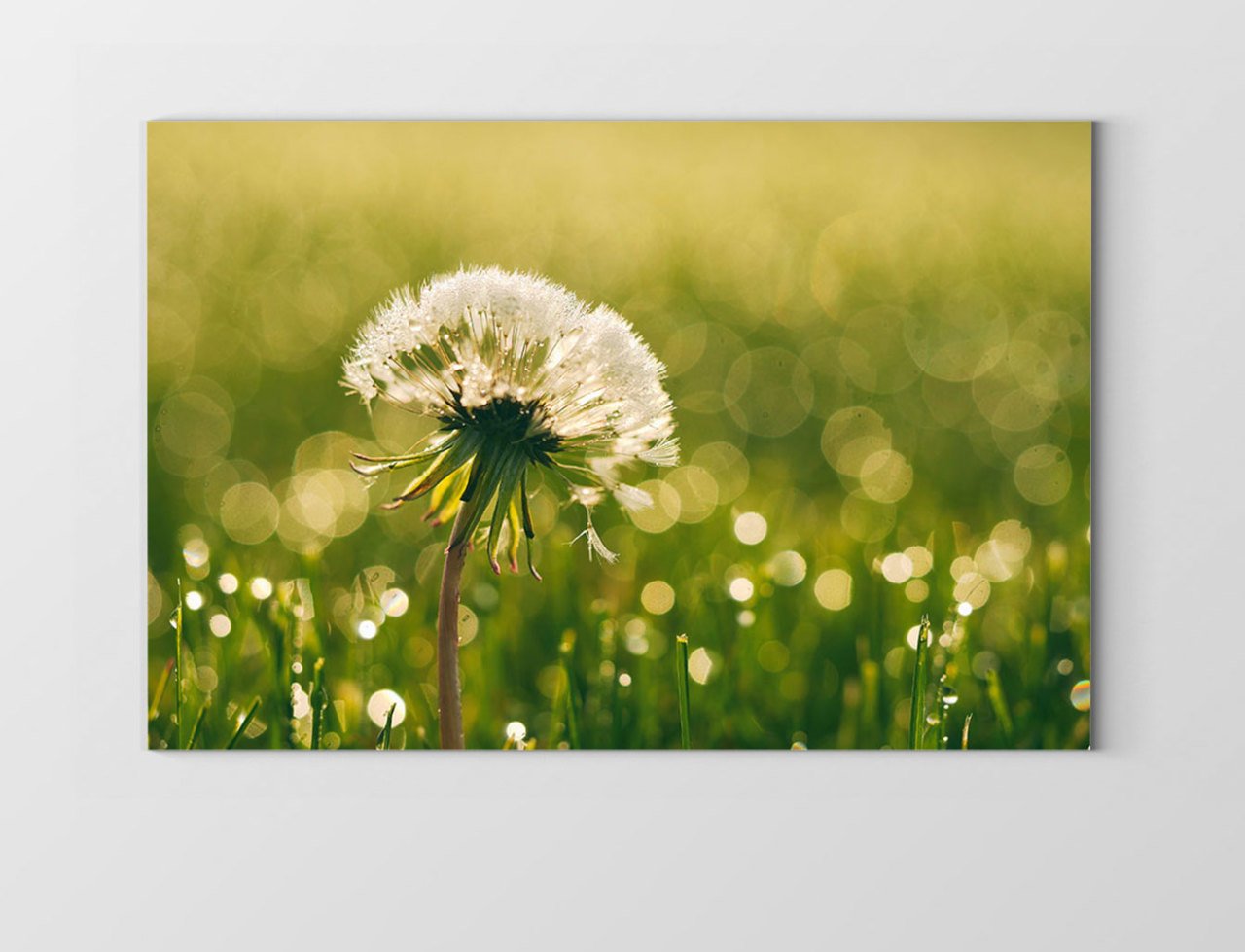 Karahindiba Çiçek Tablosu Çerçevesiz - 100x200