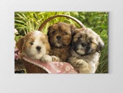 Yavru Köpekler Tablosu Çerçevesiz - 100x200