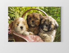 Yavru Köpekler Tablosu Çerçevesiz - 70x100