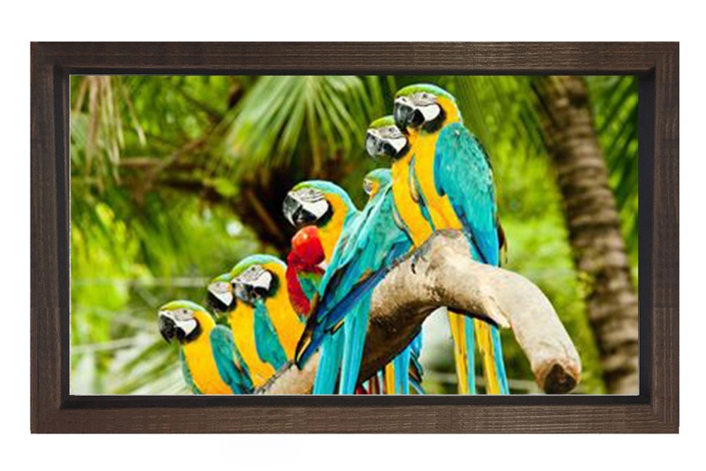 Papağanlar Tablosu Kahverengi Ahşap Çerçeve - 45x30